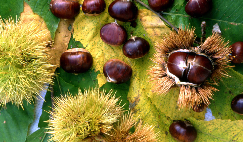 Castagne
