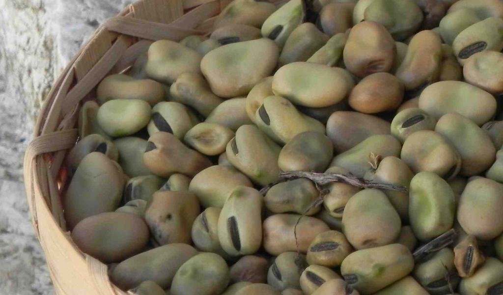 Fava cottòra dell'Amerino