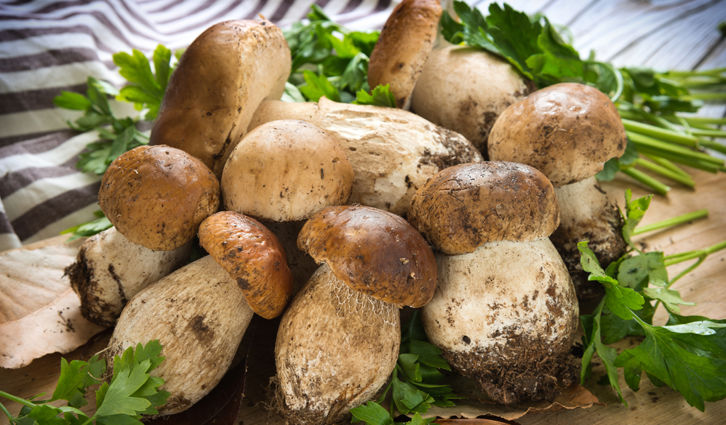 Funghi