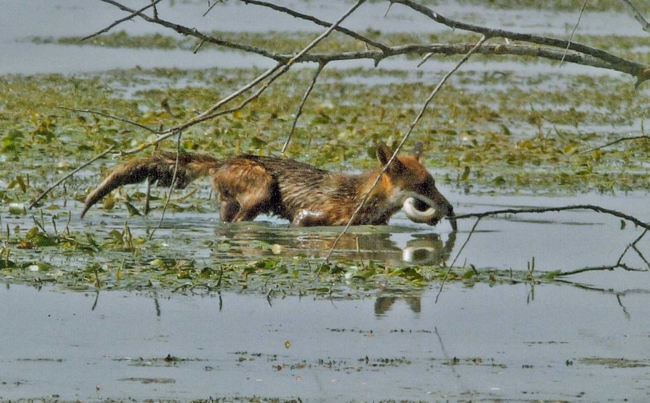 Oasi del WWF del Lago di Alviano 