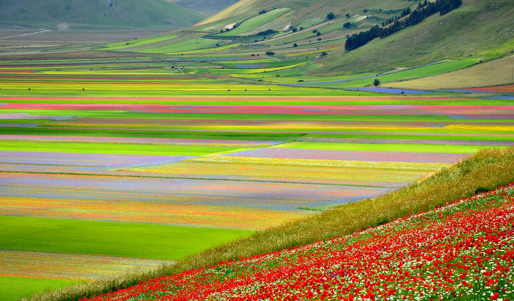 Il Pian Grande di Castelluccio