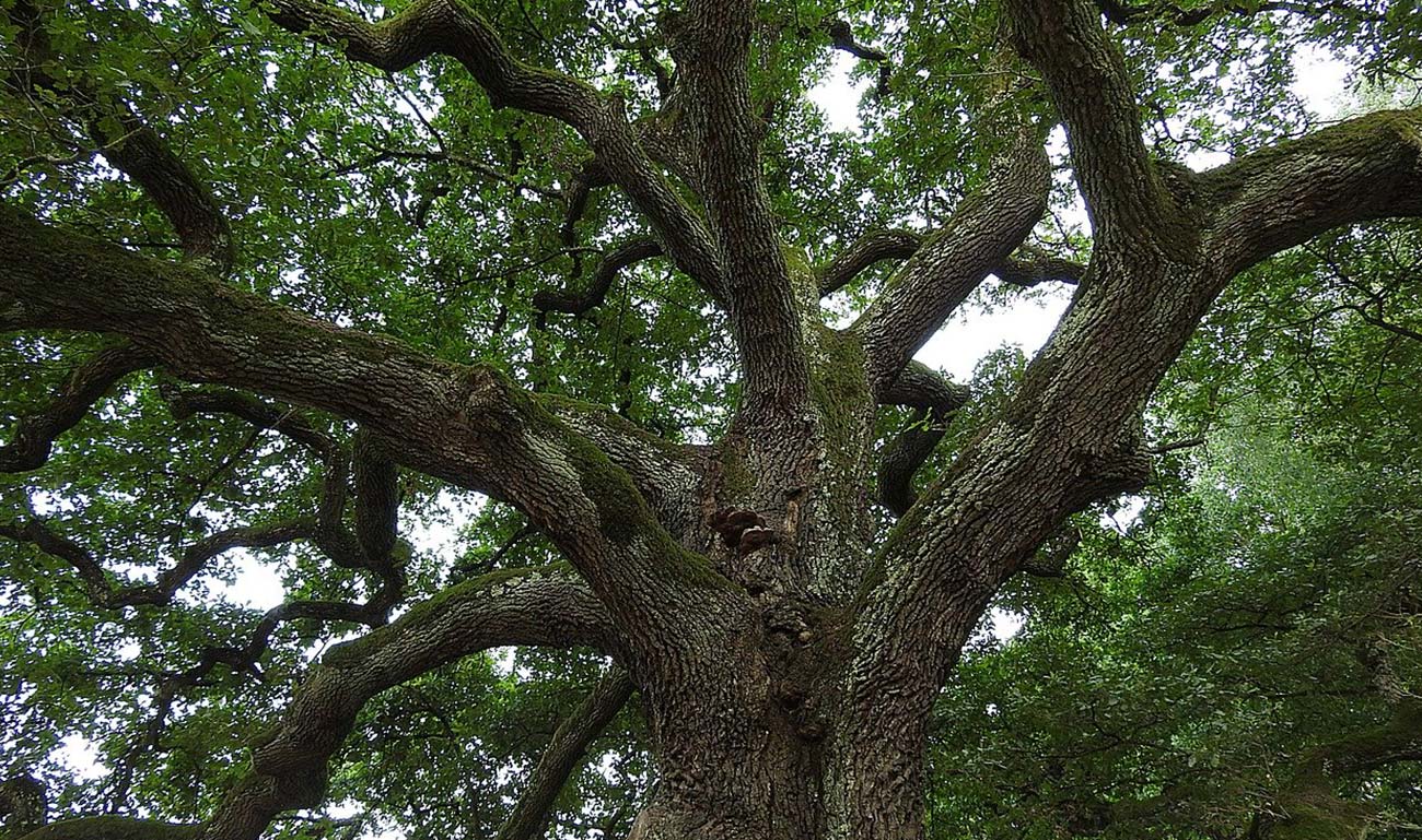 albero con una grande chioma