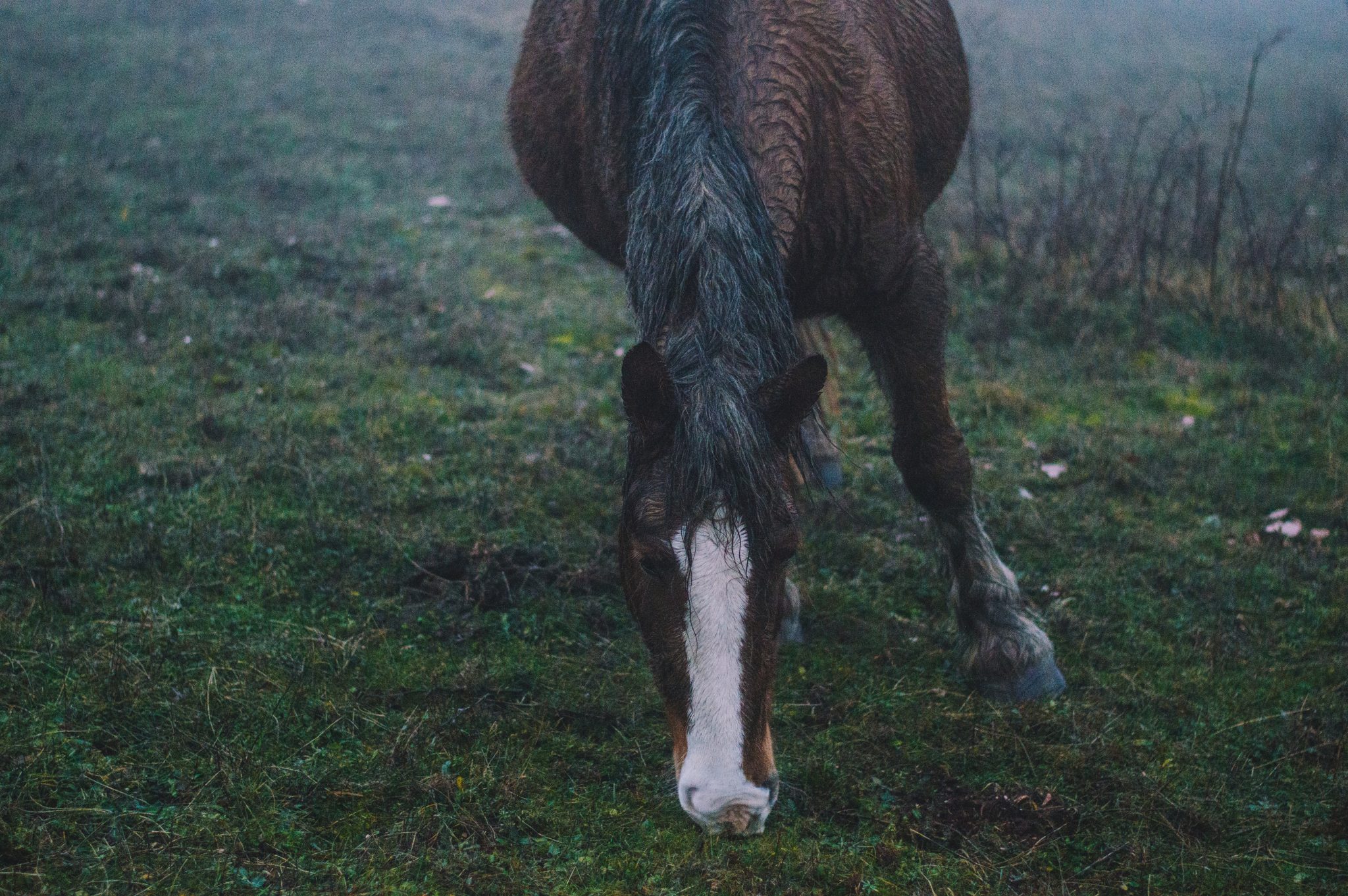 cavallo