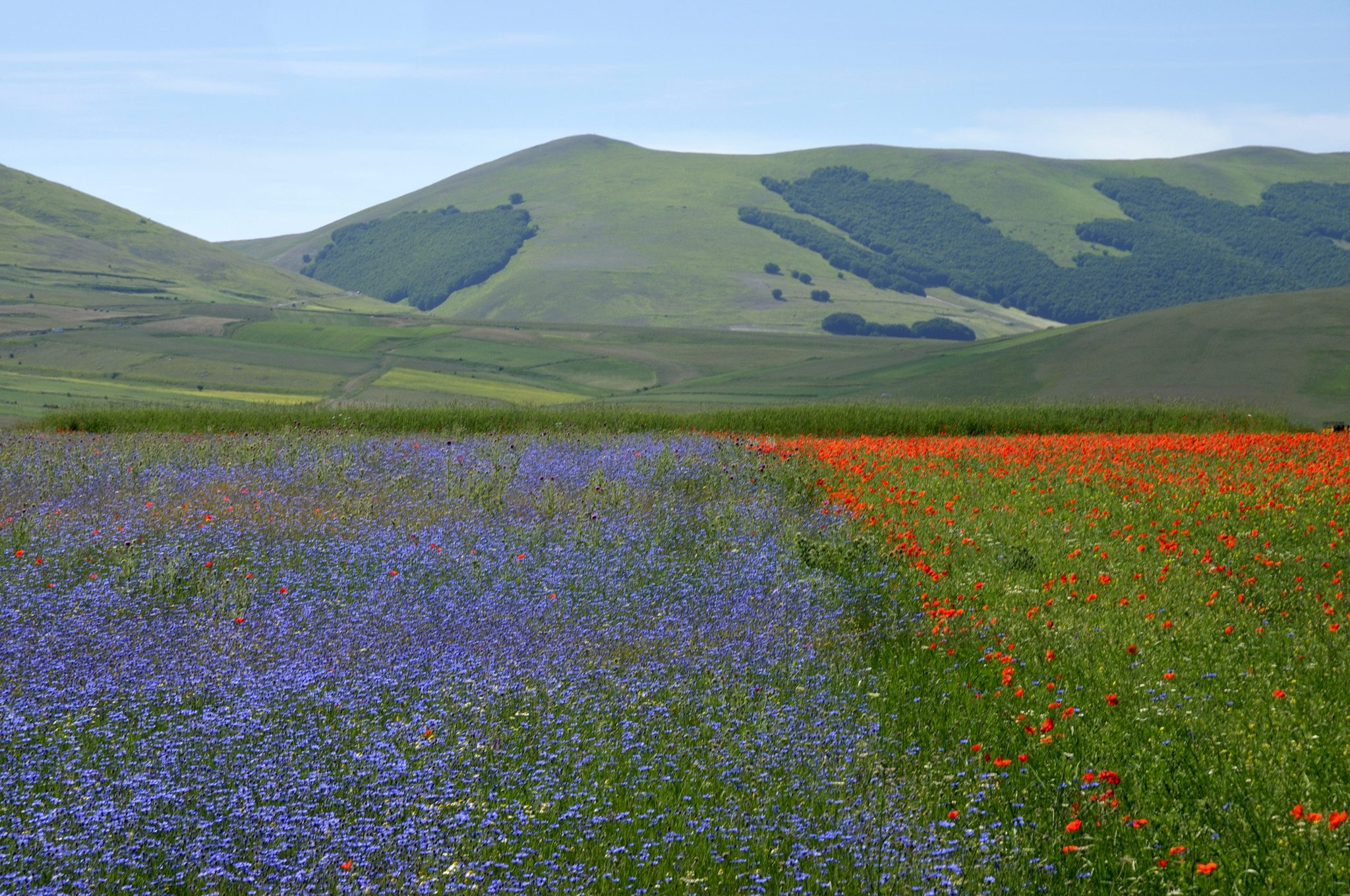 fioritura_castelluccio