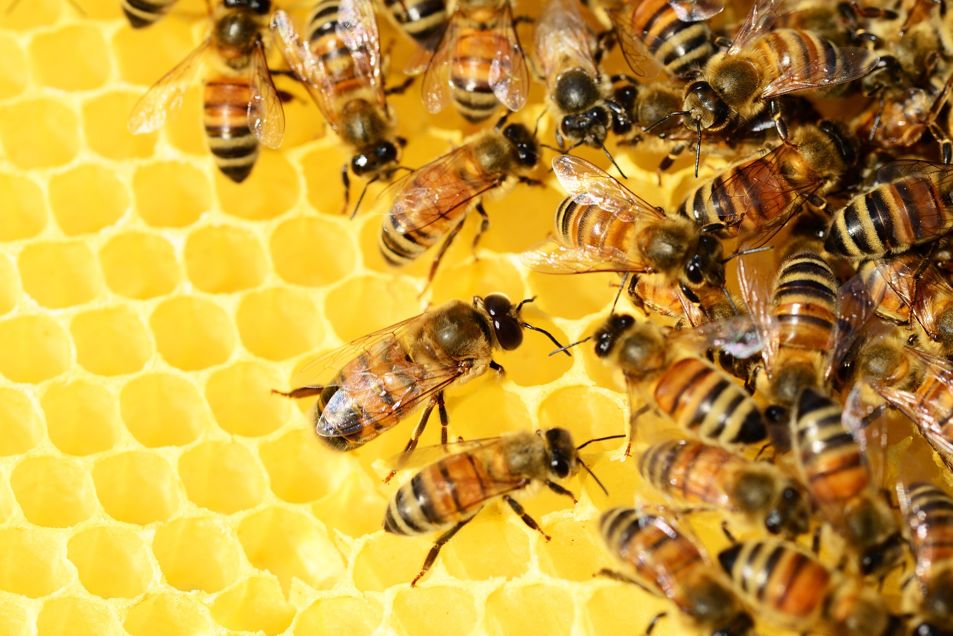 Apicoltore: un lavoro nobile e un ruolo fondamentale per ambiente