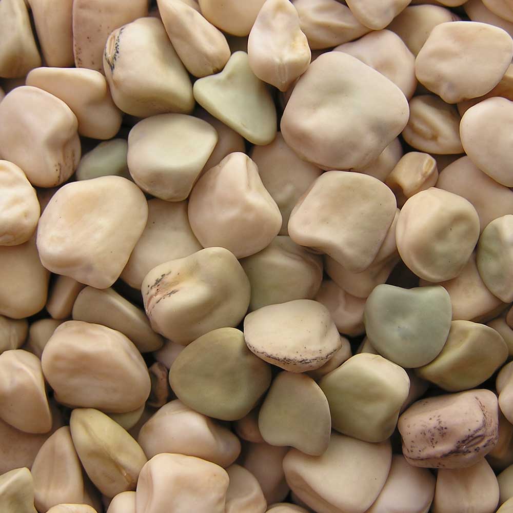 Cicerchia
