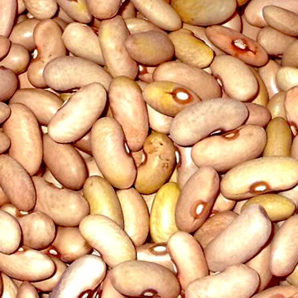 Fagiolo di Cave (Giallo e Verdino)