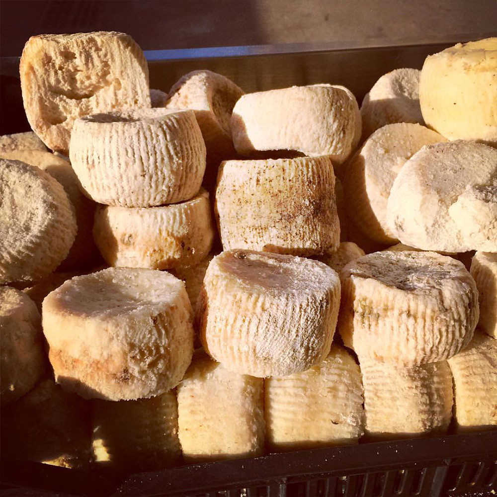 Ricotta salata