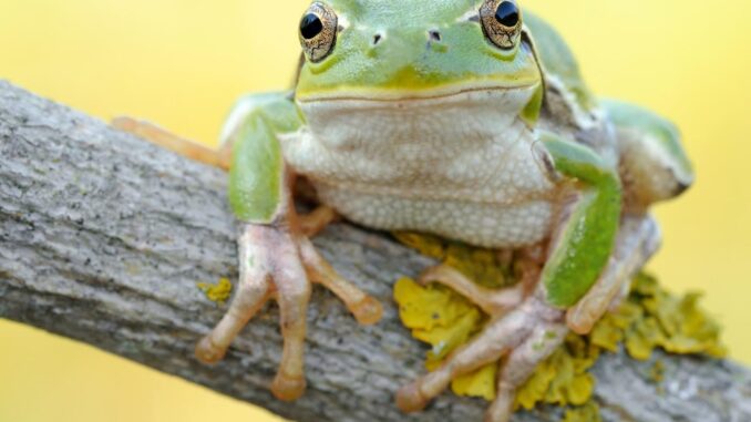 XV Congresso Nazionale della Societas Herpetologica Italica a Perugia
