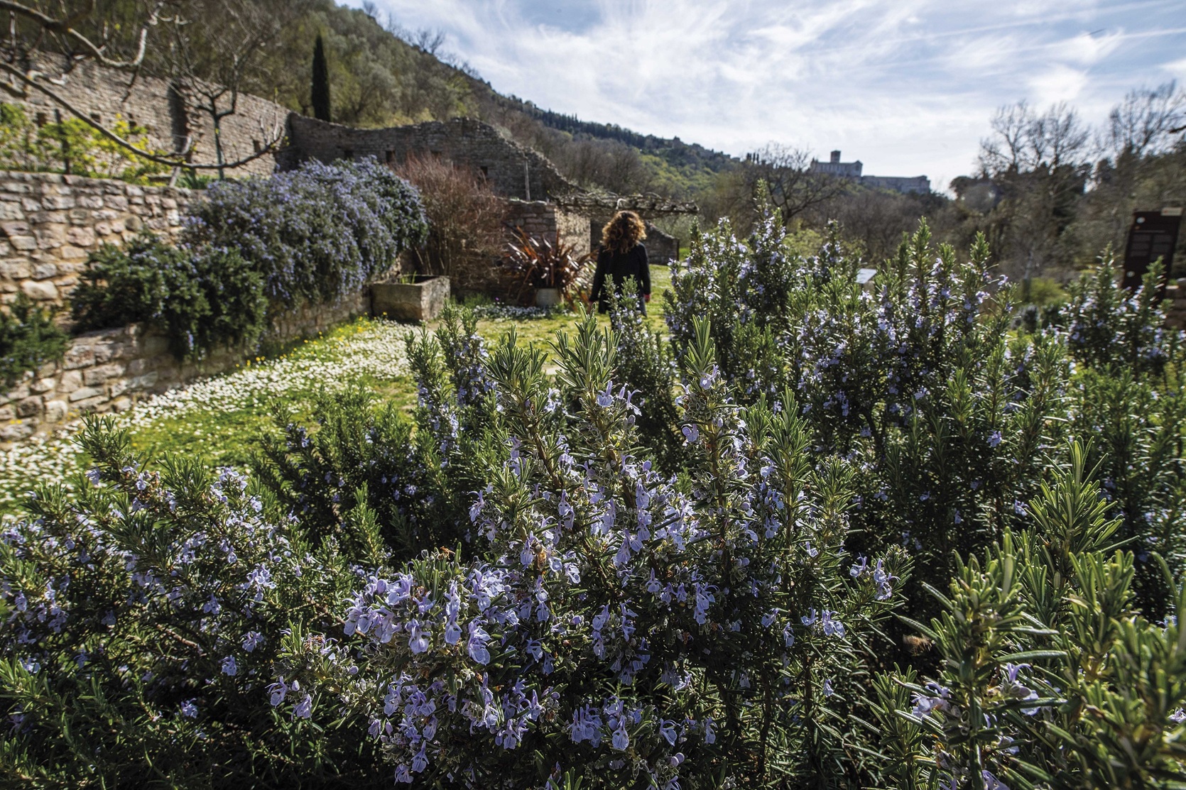 Fiori ed erbe spontanee saranno i protagonisti di “Herbatica” al Bosco di San Francesco
