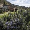 Fiori ed erbe spontanee saranno i protagonisti di “Herbatica” al Bosco di San Francesco