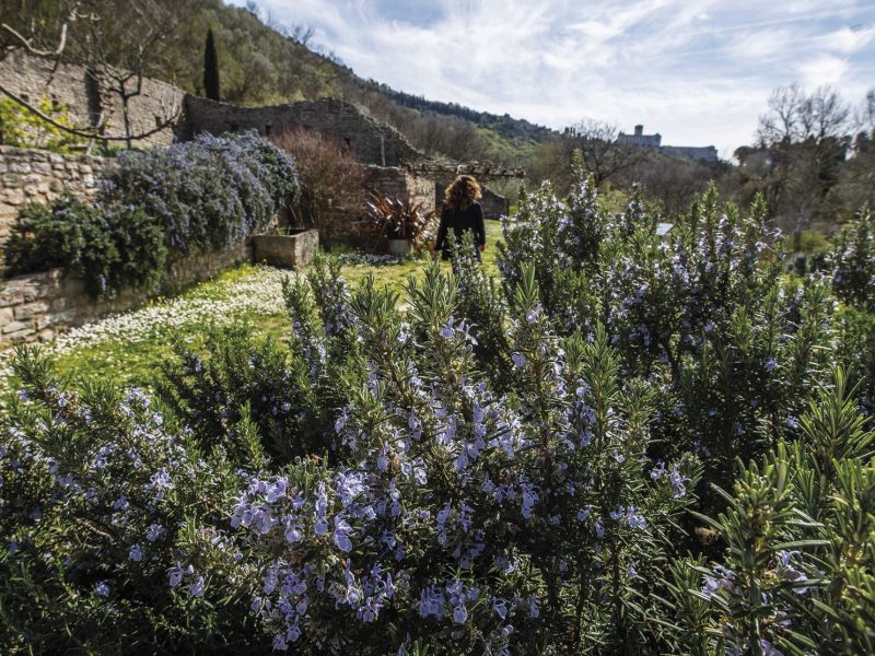 Fiori ed erbe spontanee saranno i protagonisti di “Herbatica” al Bosco di San Francesco