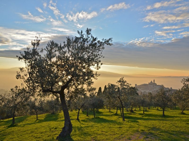 A Wake of Olive Trees