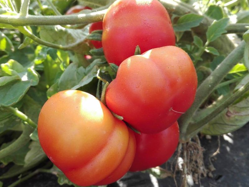 Il pomodoro Cesarino