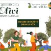 Olea Mundi e la biodiversità. Camminata dagli Olivi di San Francesco a Olea Mundi