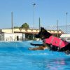Tutti in piscina con la Gara SwimDogSport: il 26 e 27 luglio a RandaPool
