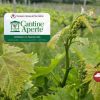 Cantine Aperte 2025: un giorno di magia nella natura