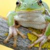 XV Congresso Nazionale della Societas Herpetologica Italica a Perugia