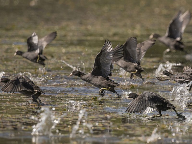 Oasi del lago di Alviano, uno scrigno di biodiversità