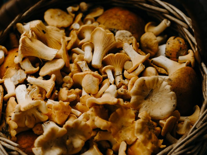 Profumi d’autunno